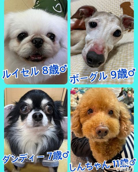 🐾今日の里親様募集中ワンコ🐶メンバーです🐾2022,12,14【保護犬カフェ天神橋店】